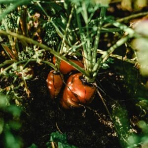 Bacopa Monnieri Tincture