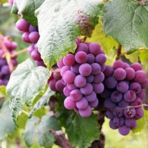 Elderberry Immune Syrup